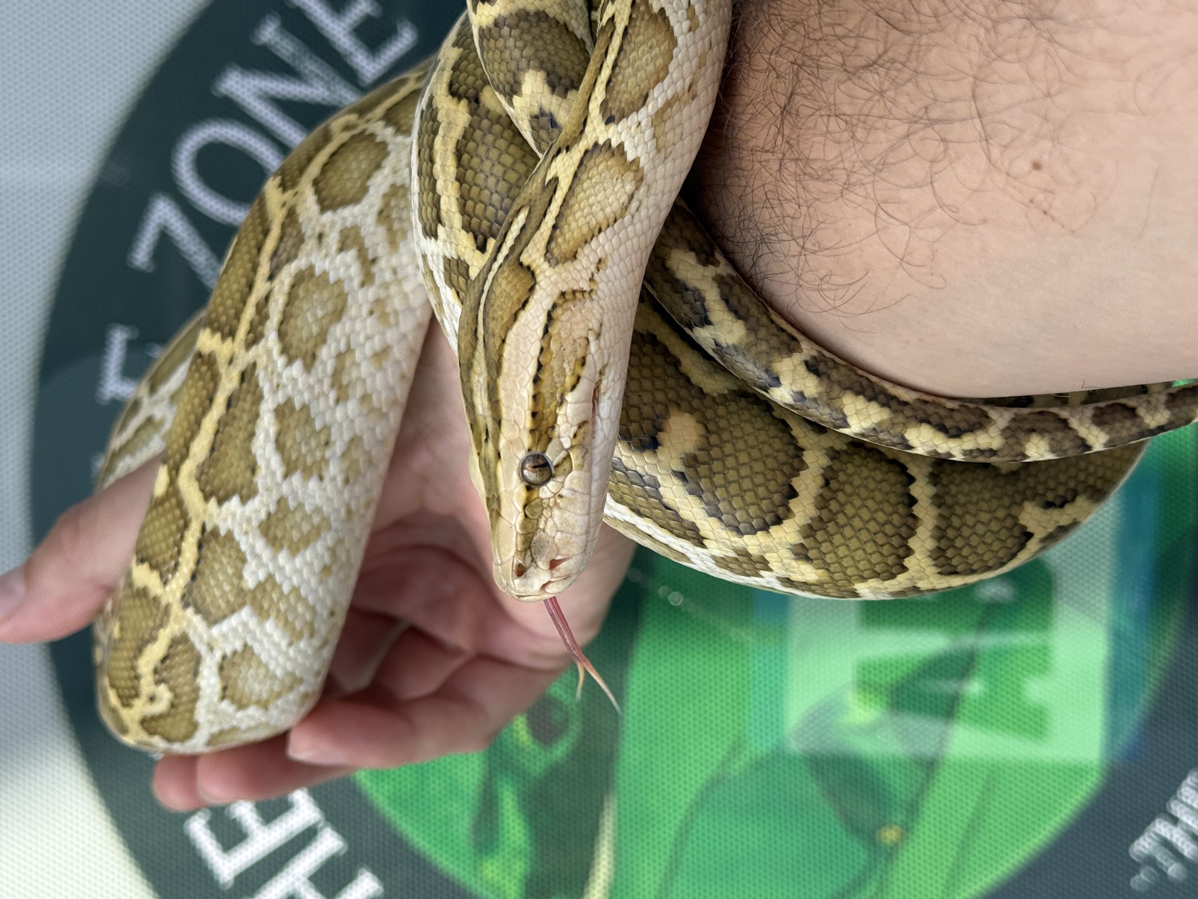 Catálogo de Reptiles en Venta | The Scale Zone Monterrey